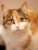 Masya (1)